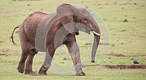 African Elephant Male