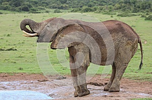 African Elephant Male