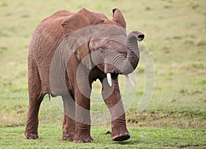 African Elephant Male