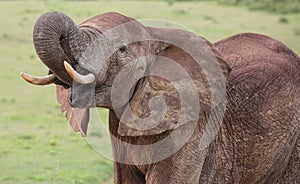 African Elephant Male