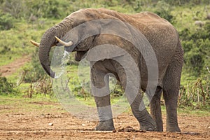 African Elephant Male Drinking in the Wild