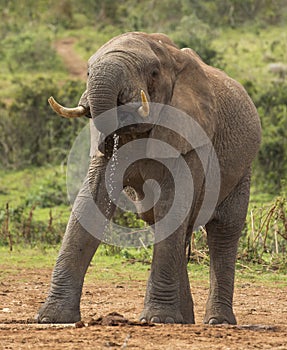 African Elephant Male Drinking in the Wild