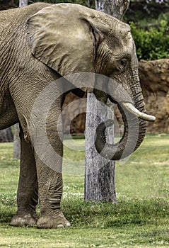 African Elephant Male photo