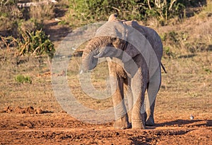 African elephant male with trunk to it`s mouth