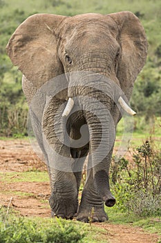 African Elephant Male Walking in the Wild