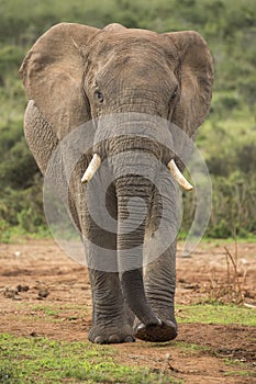 African Elephant Male Walking in the Wild