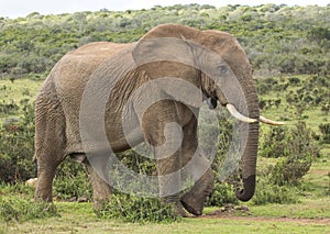 African Elephant Male Walking in the Wild