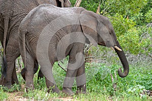 African elephant mamal animals in the national park kruger south africa