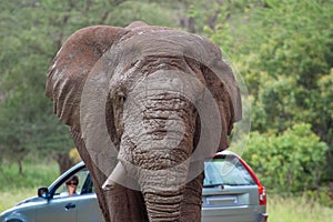 African elephant mamal animals in the national park kruger south africa