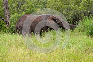 African elephant mamal animals in the national park kruger south africa