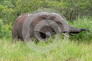 African elephant mamal animals in the national park kruger south africa