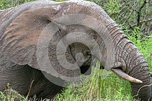 African elephant mamal animals in the national park kruger south africa