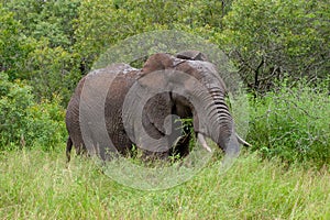 African elephant mamal animals in the national park kruger south africa