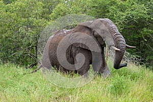 African elephant mamal animals in the national park kruger south africa