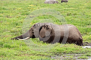 African elephant in marshland photo