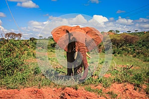 African elephant on the masai mara kenya