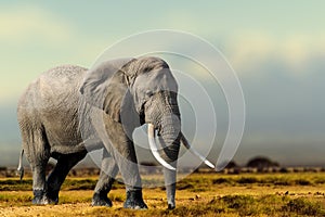 African Elephant, Masai Mara National Park, Kenya.