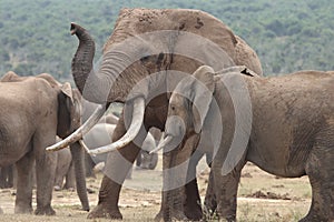 African Elephant Mates