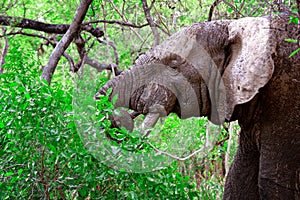 African elephant in Mole National Park