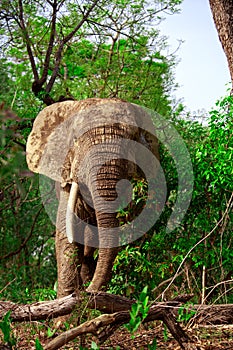African elephant in Mole National Park