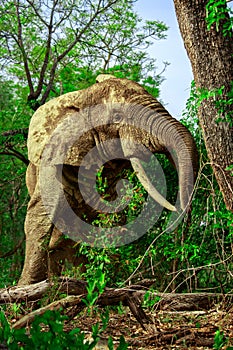 African elephant in Mole National Park