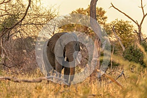 African Elephant in Moremi, Botswana safari wildlife