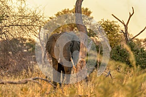 African Elephant in Moremi, Botswana safari wildlife