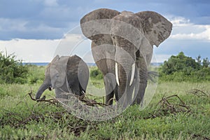 African elephant mother with baby eating