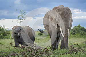 African elephant mother with baby playing