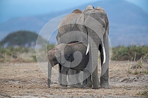 African elephant mother and a calf at Amboseli National Park, Kenya