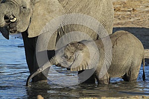 African Elephant mother and calf drinking