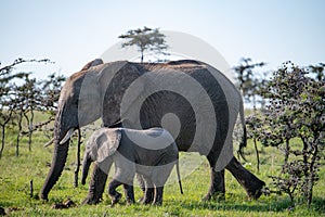 African elephant mother and her calf