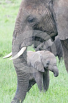 African elephant mother and her calf