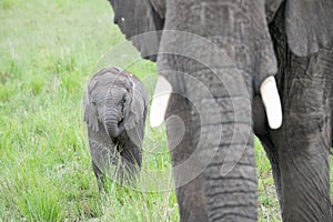 African elephant mother and her young calf