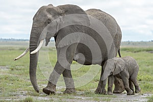 African Elephant  mother with tiny calf