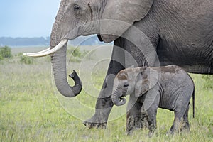 African Elephant  mother with tiny calf