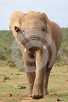 African Elephant on the Move