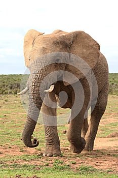 African Elephant on the Move