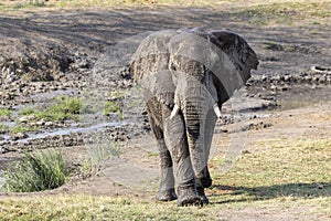 African Elephant after a mud bath in the river