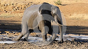 African elephant in mud - Kruger National Park