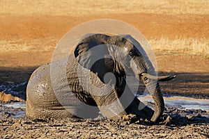 African elephant in mud - Kruger National Park