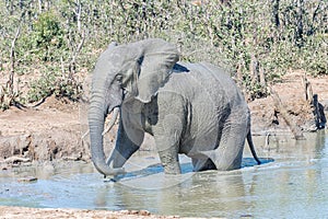 African elephant in a muddy lake