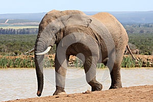 African Elephant in Musth