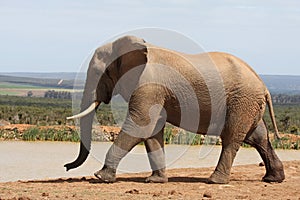 African Elephant in Musth