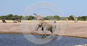 African Elephant in Namibia, Africa safari wildlife