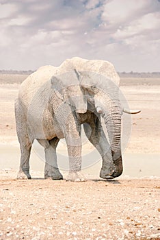 African Elephant in Namibia - Etosha National Park