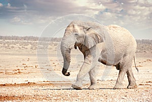 African Elephant in Namibia - Etosha National Park