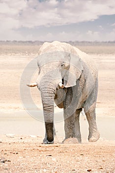 African Elephant in Namibia - Etosha National Park