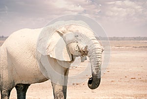 African Elephant in Namibia - Etosha National Park