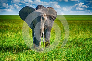 African elephant in a national park, South Africa